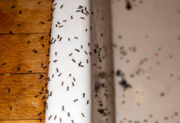 Bird Control in Monmouth, OR
